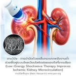 การบำบัดด้วยคลื่นกระแทกพลังงานต่ำช่วยฟื้นฟูระบบไหลเวียนโลหิตฝอยของไตที่ขาดเลือด (Low–Energy Shockwave Therapy Improves Ischemic Kidney Microcirculation)
